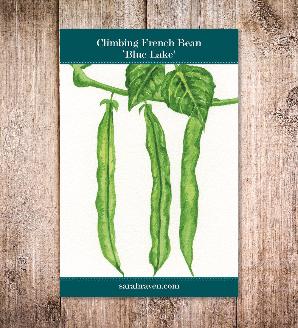 French Bean 'Blue Lake' (Climbing)