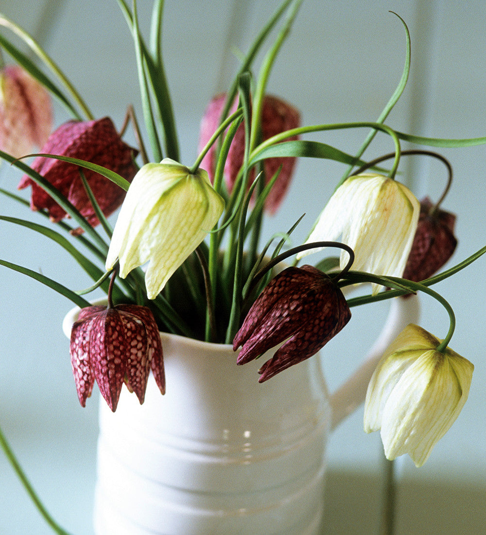 Fritillaria meleagris (Plum & White mix)