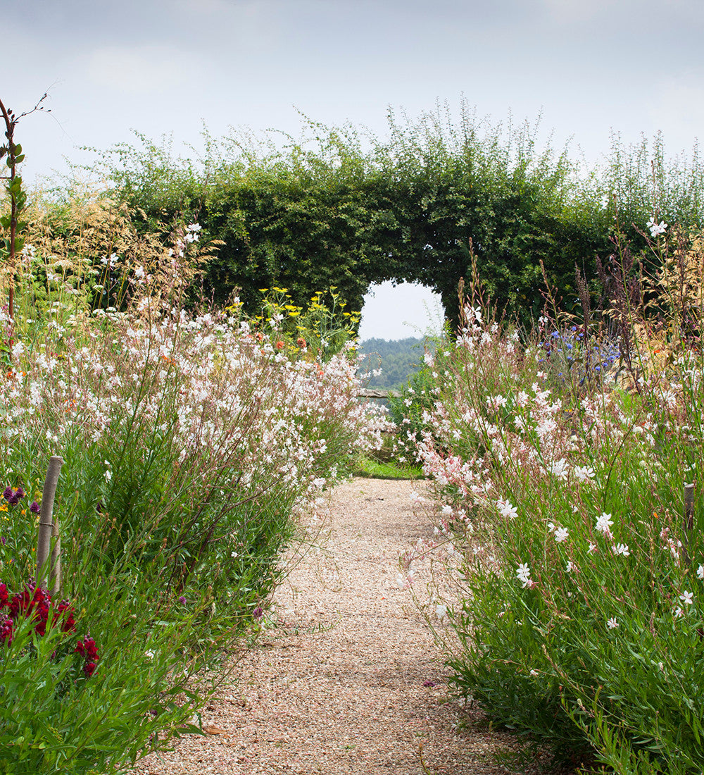 Gaura lindheimeri 'The Bride' (syn. Oenothera)