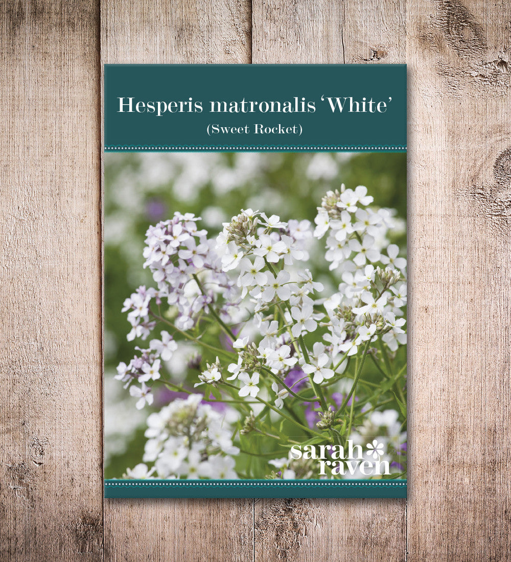 Hesperis matronalis var. albiflora