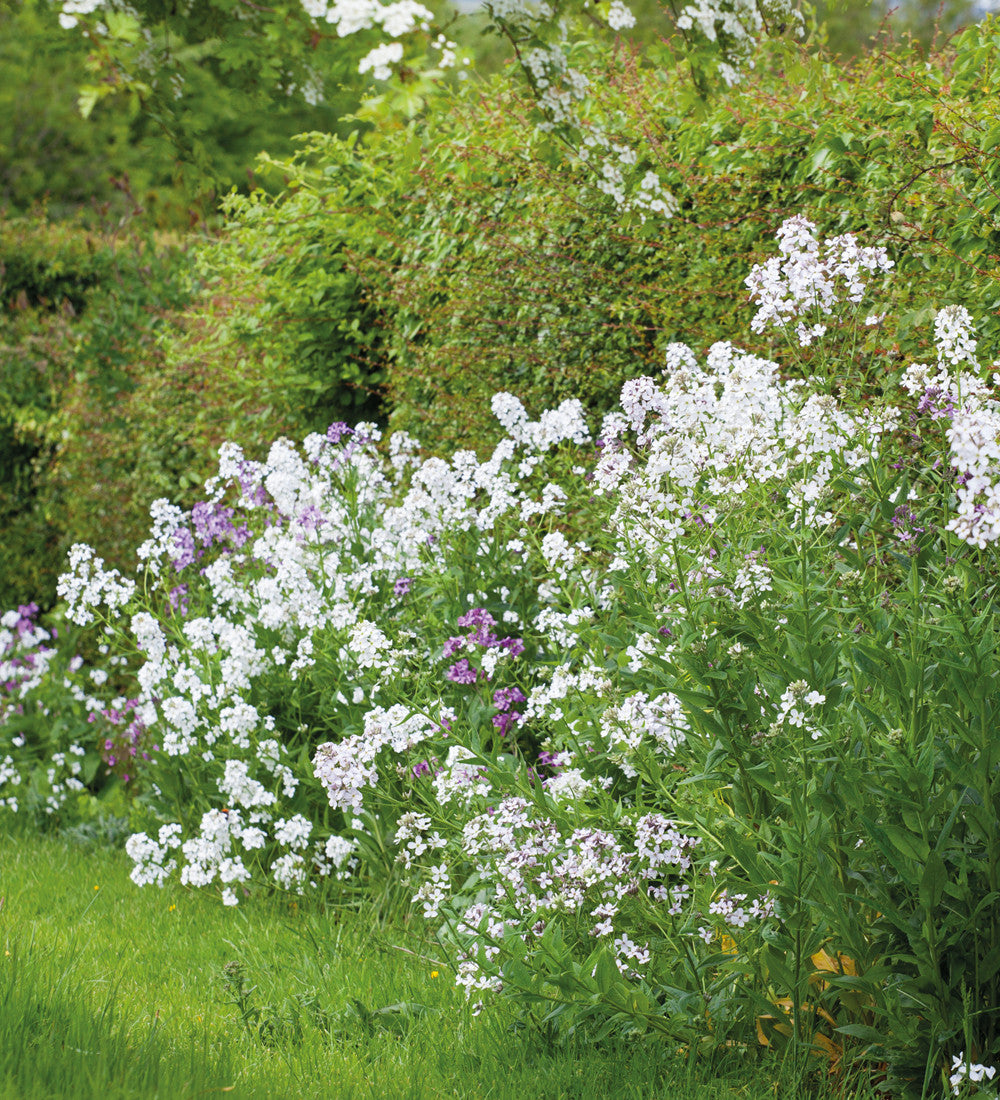 Hesperis matronalis var. albiflora