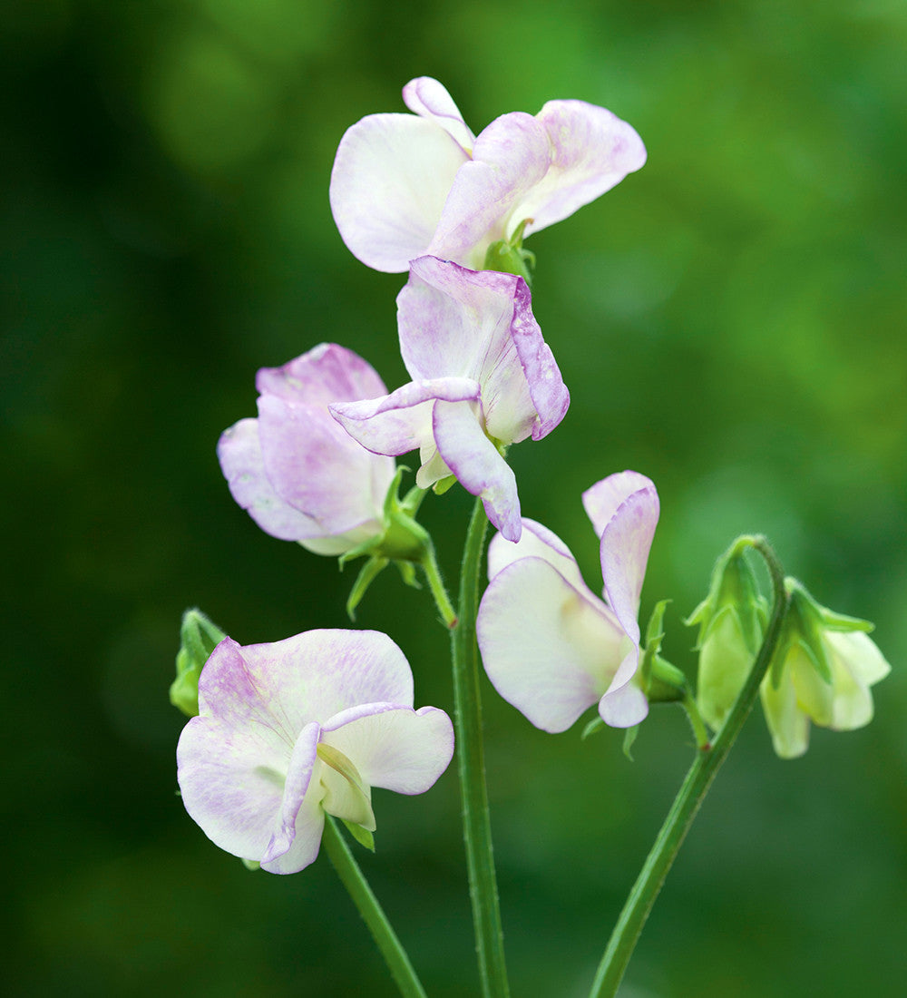 Sweet Pea 'High Scent'