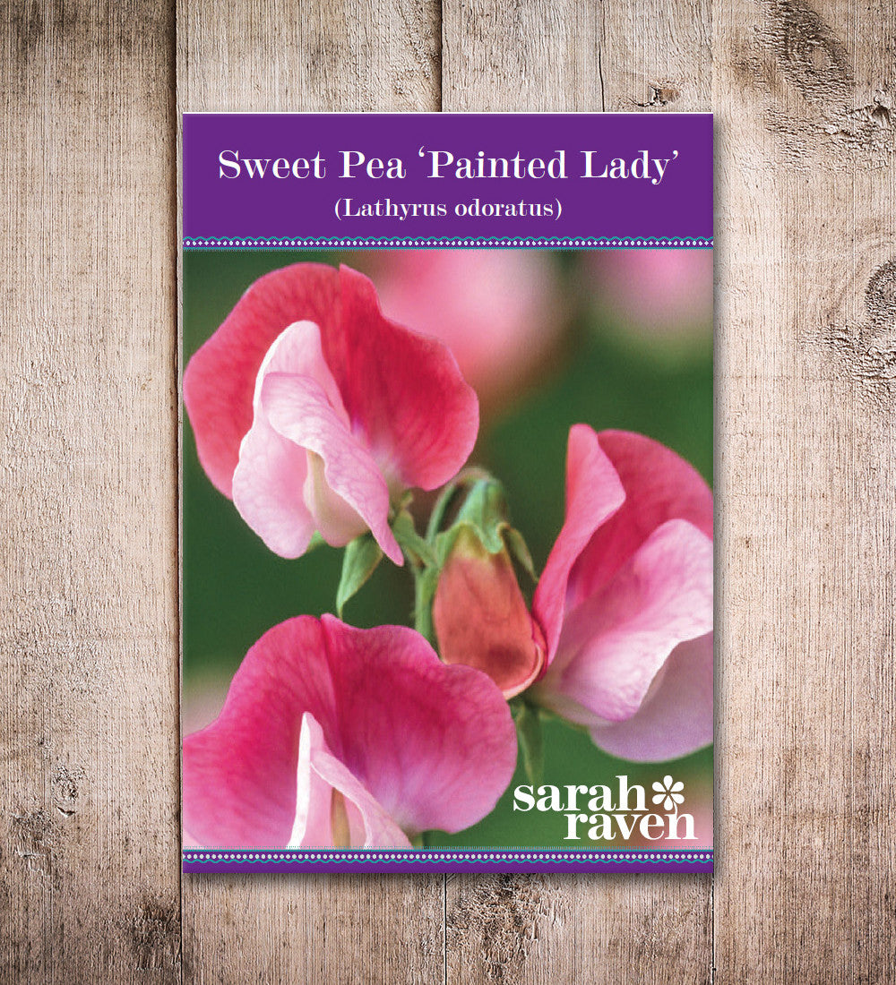Sweet Pea 'Painted Lady'