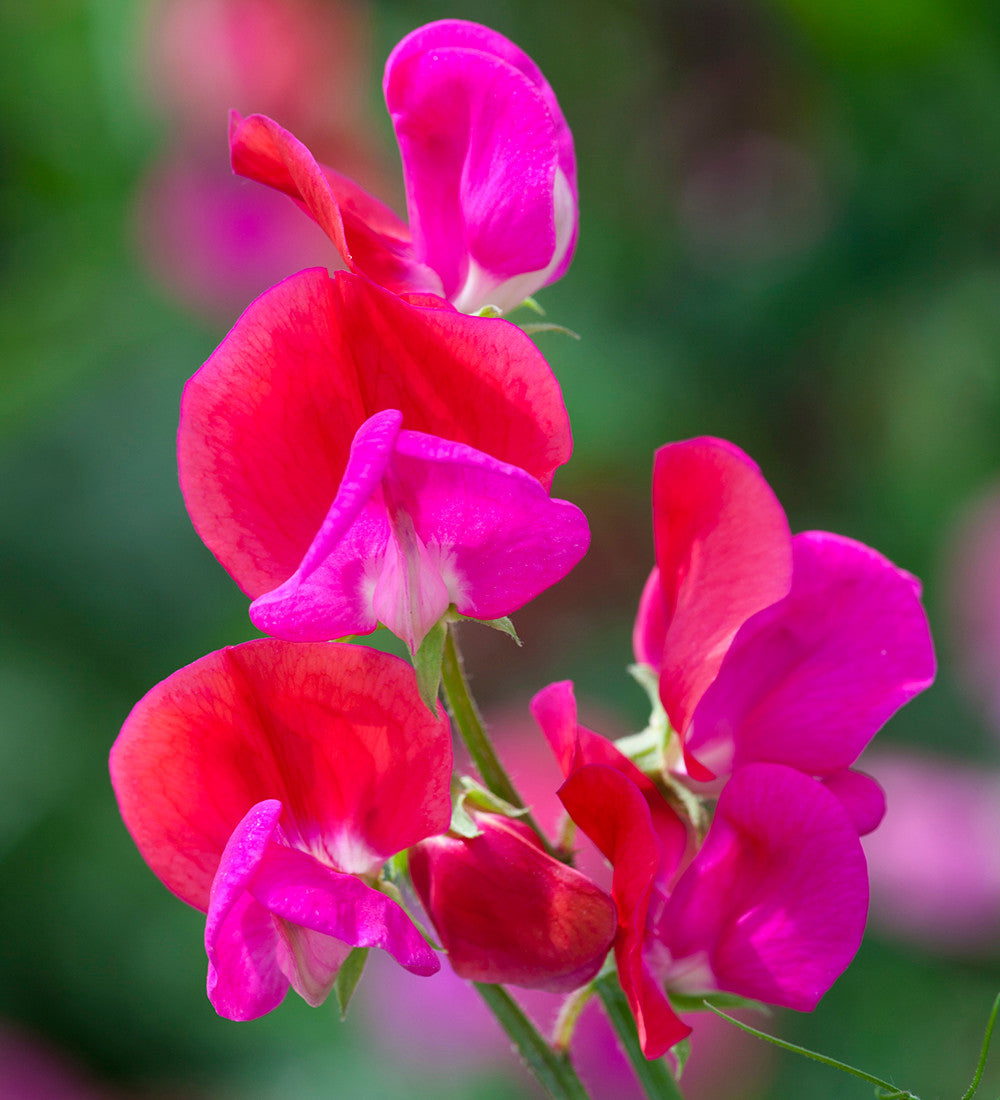 Sweet Pea 'Prince Edward of York'