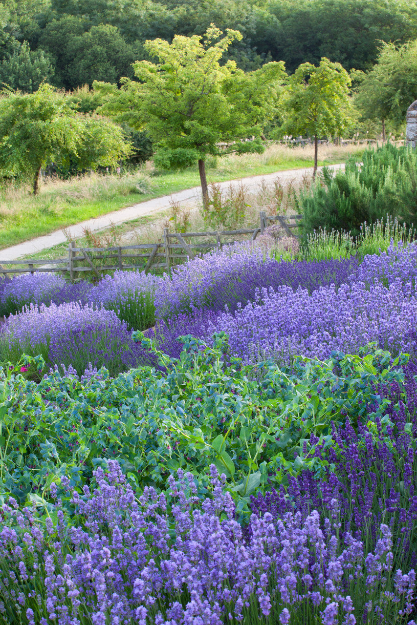 Lavandula angustifolia 'Hidcote'