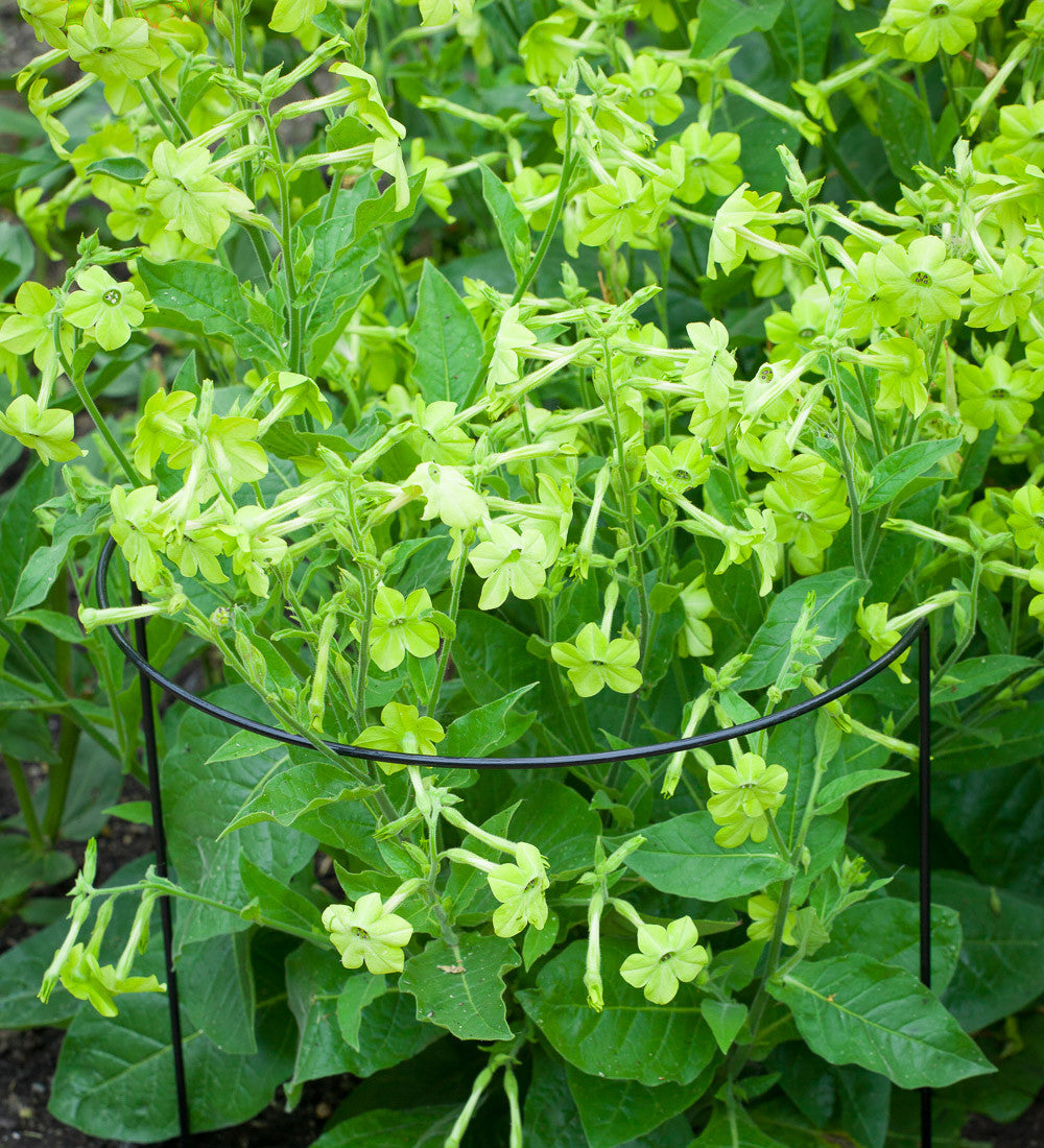 Nicotiana alata 'Lime Green'