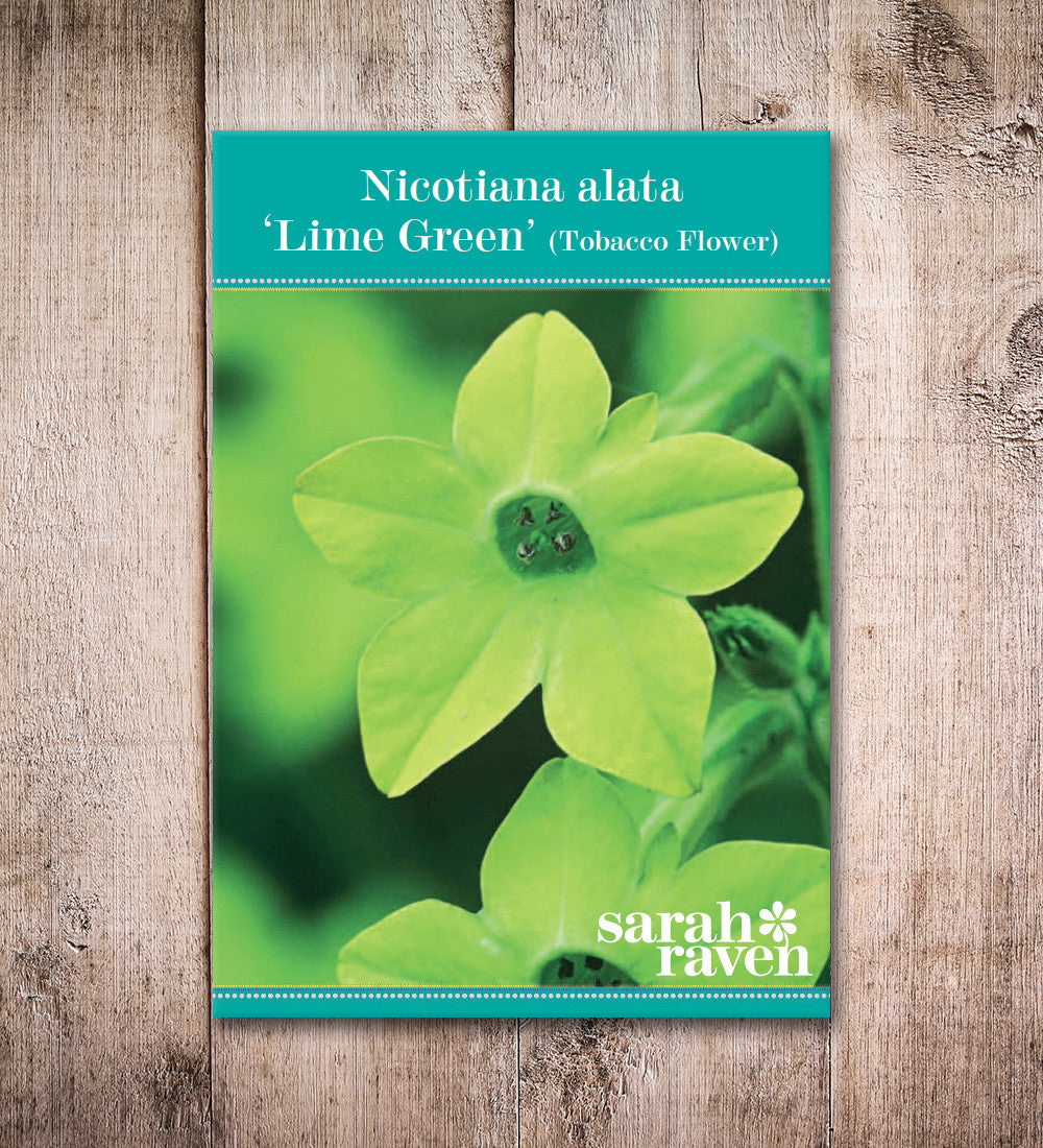 Nicotiana alata 'Lime Green'