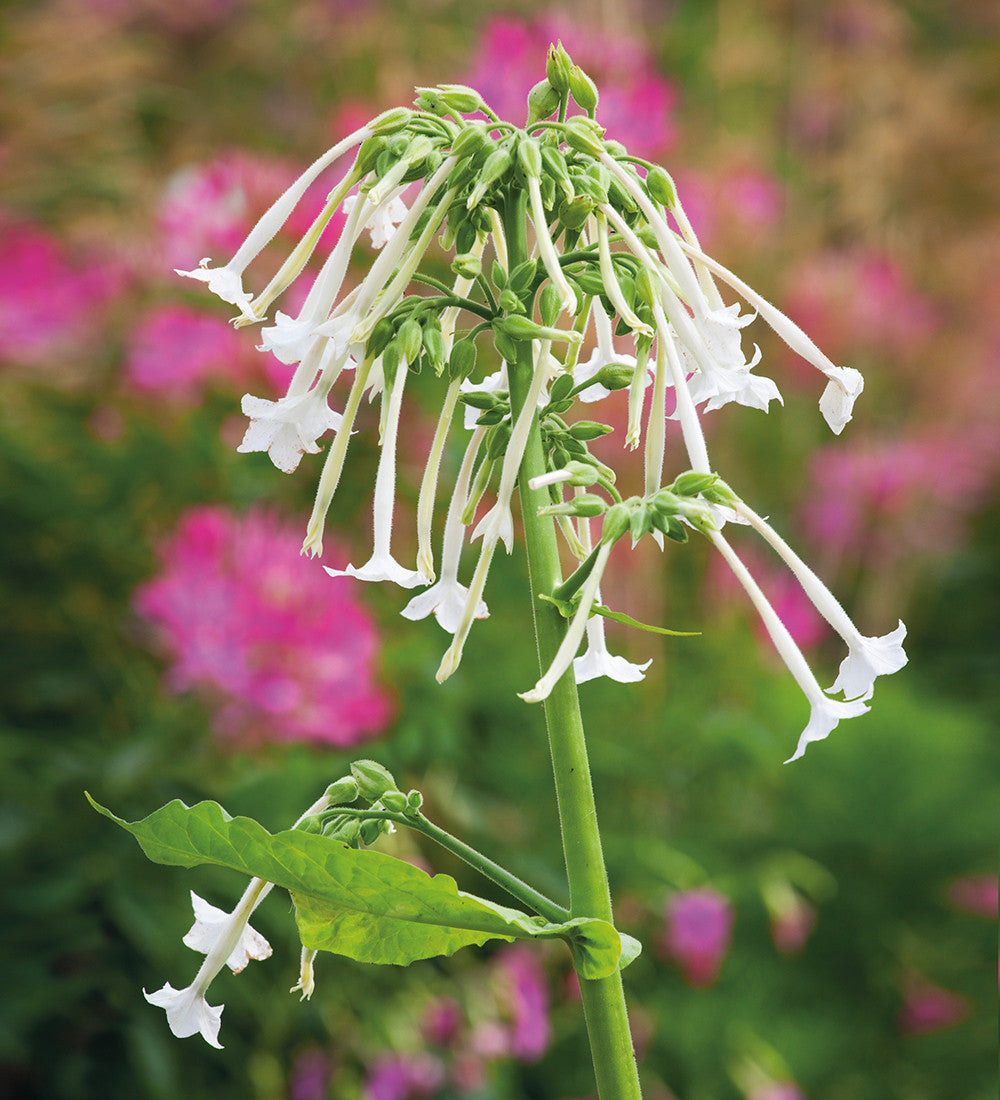Nicotiana sylvestris 'Only the Lonely'