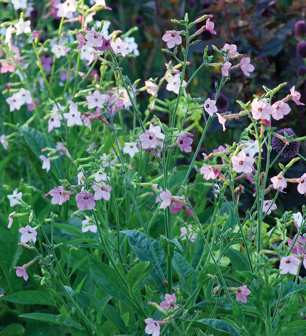 Nicotiana 'Whisper Mixed' F1