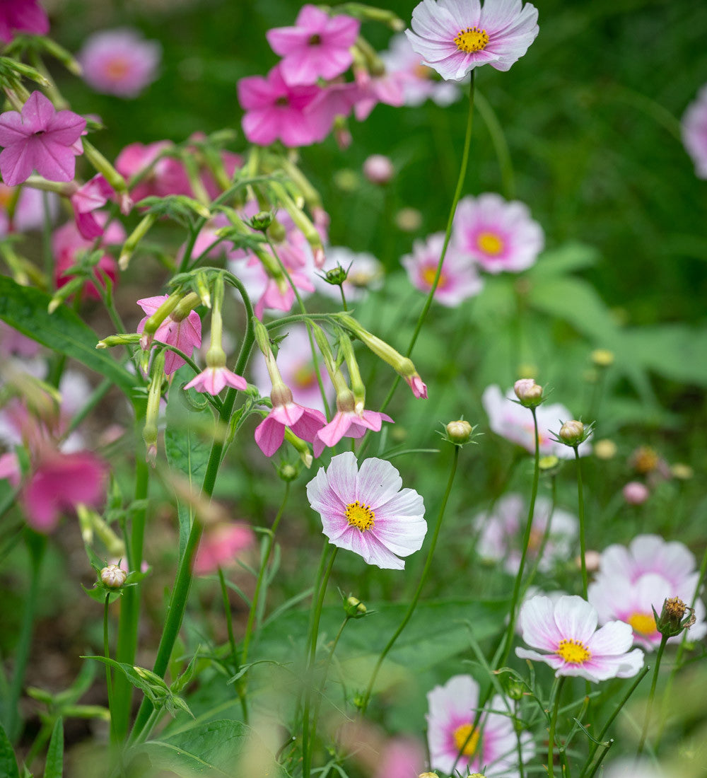 Nicotiana 'Whisper Mixed' F1