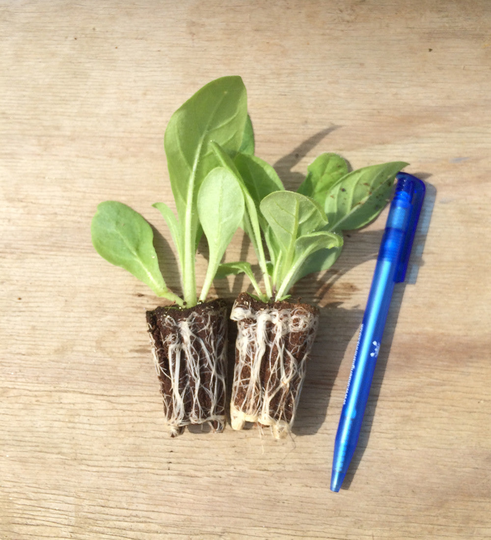 Nicotiana 'Whisper Mixed' F1