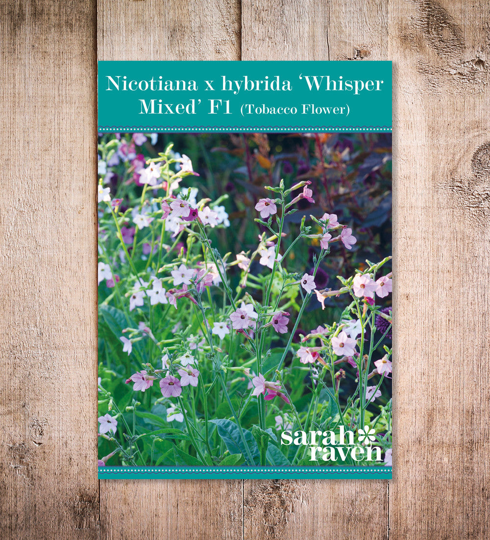 Nicotiana 'Whisper Mixed' F1