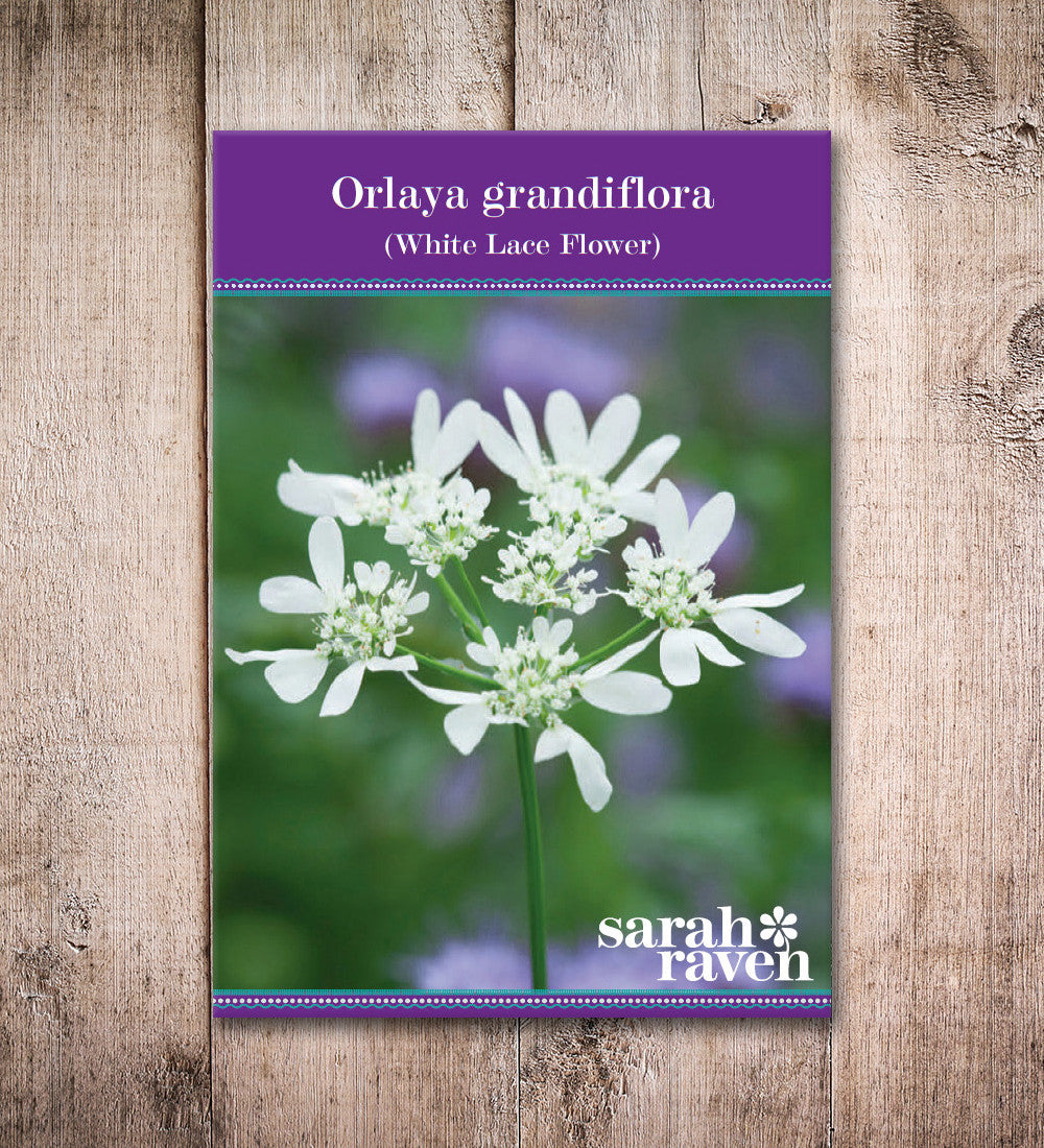 Orlaya grandiflora