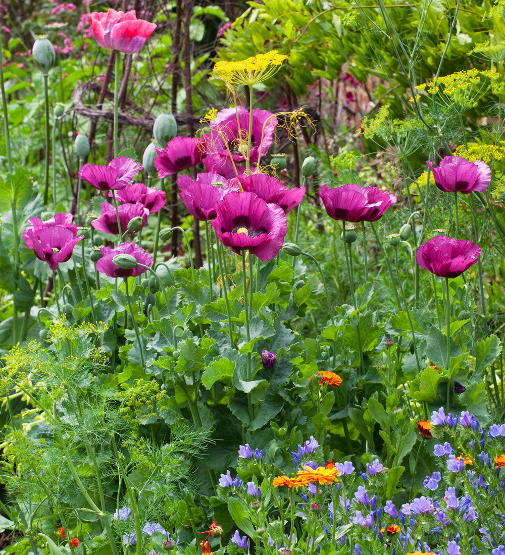 Papaver somniferum 'Dark Plum'