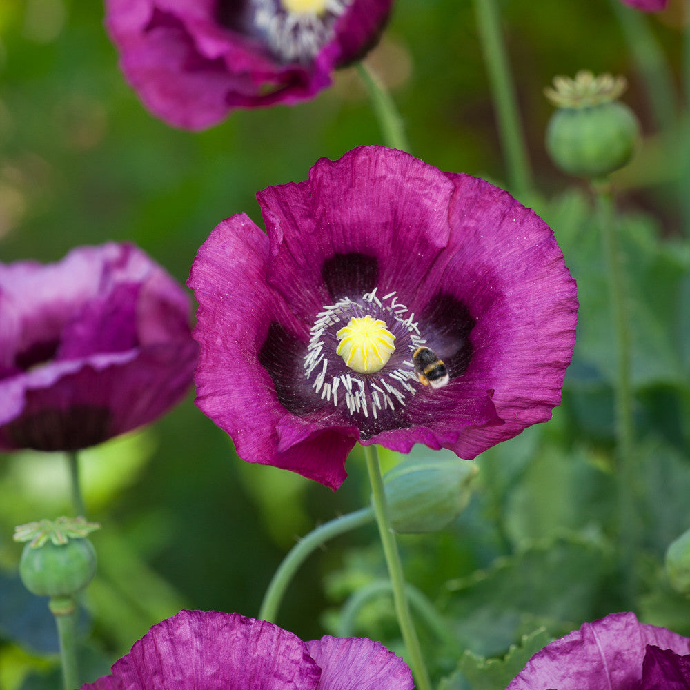 Papaver somniferum 'Dark Plum'