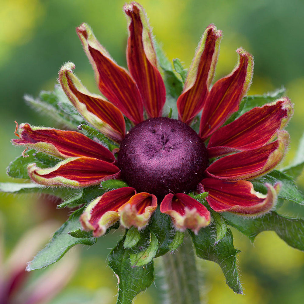 Rudbeckia hirta 'Cherry Brandy'