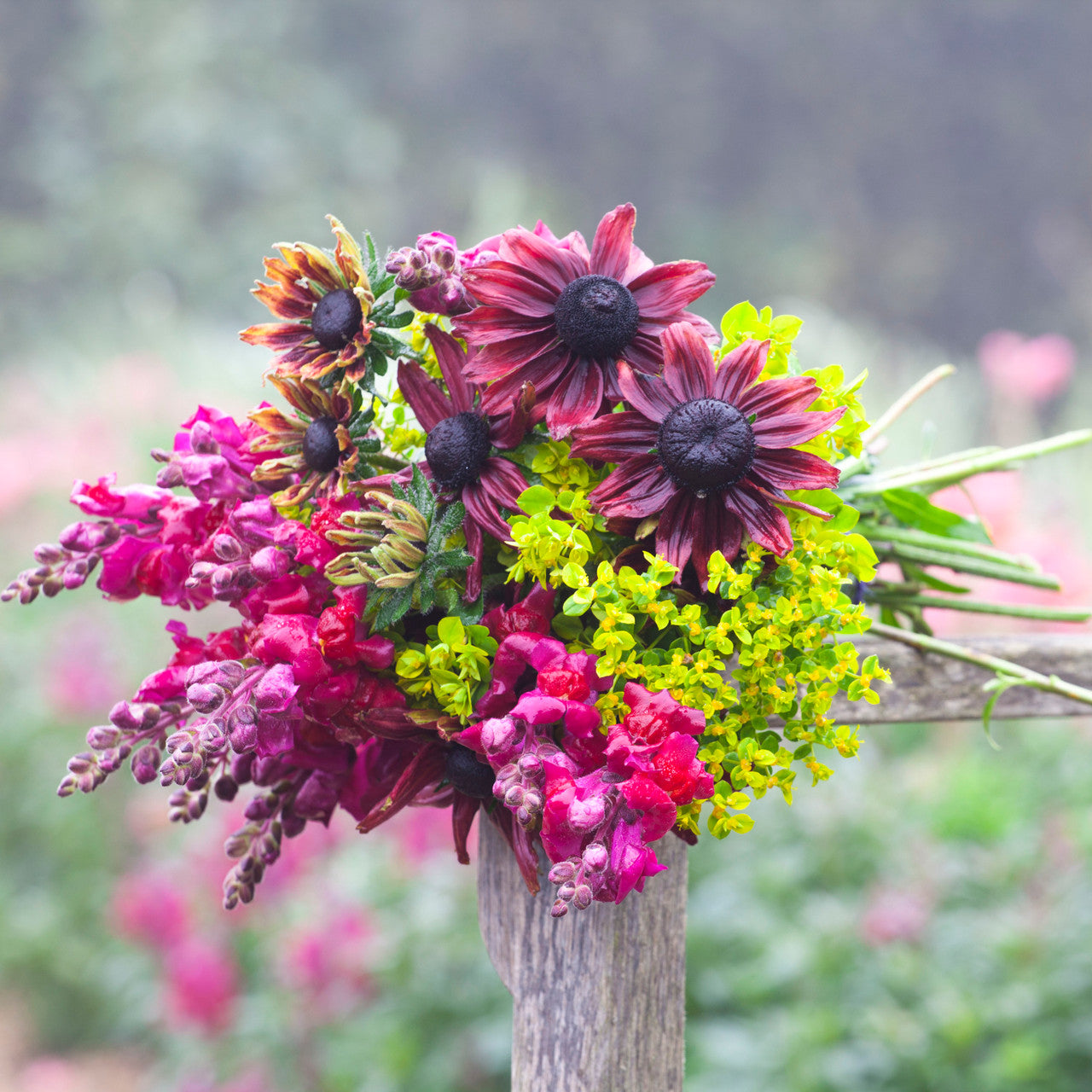 Rudbeckia hirta 'Cherry Brandy'