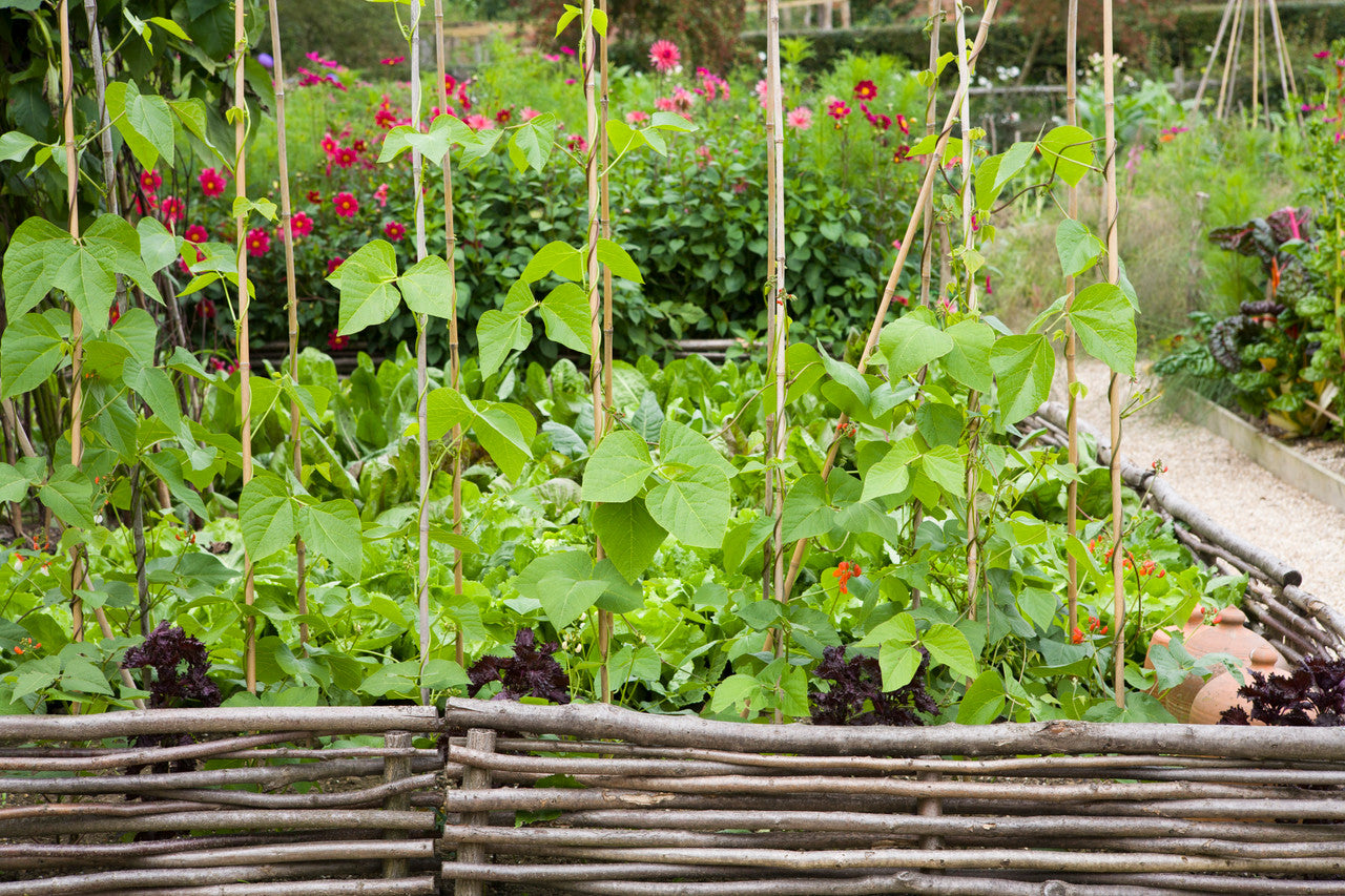 Runner Bean 'Polestar'