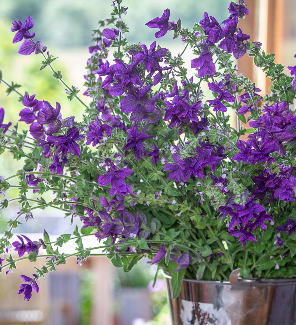 Salvia viridis 'Blue Monday'