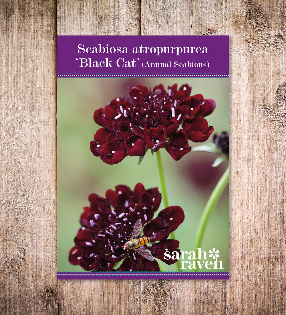 Scabiosa atropurpurea 'Black Cat'