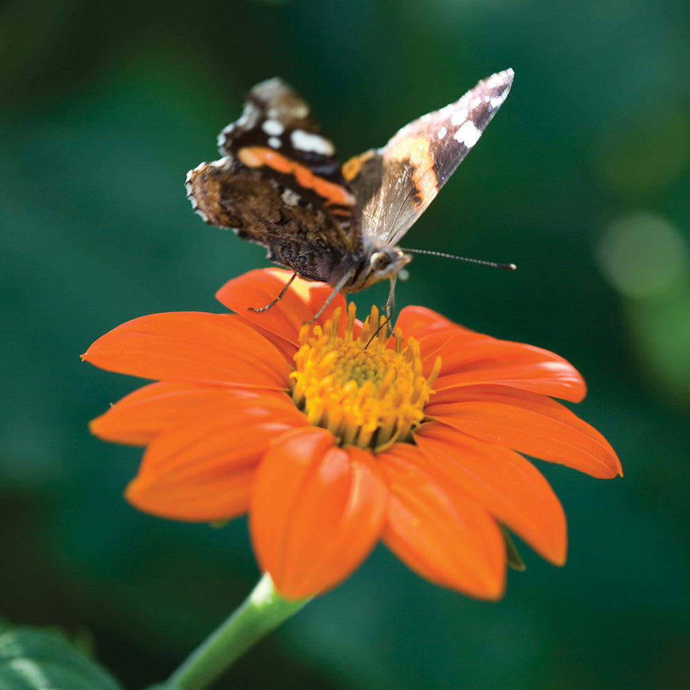 Tithonia rotundifolia ‘Torch’
