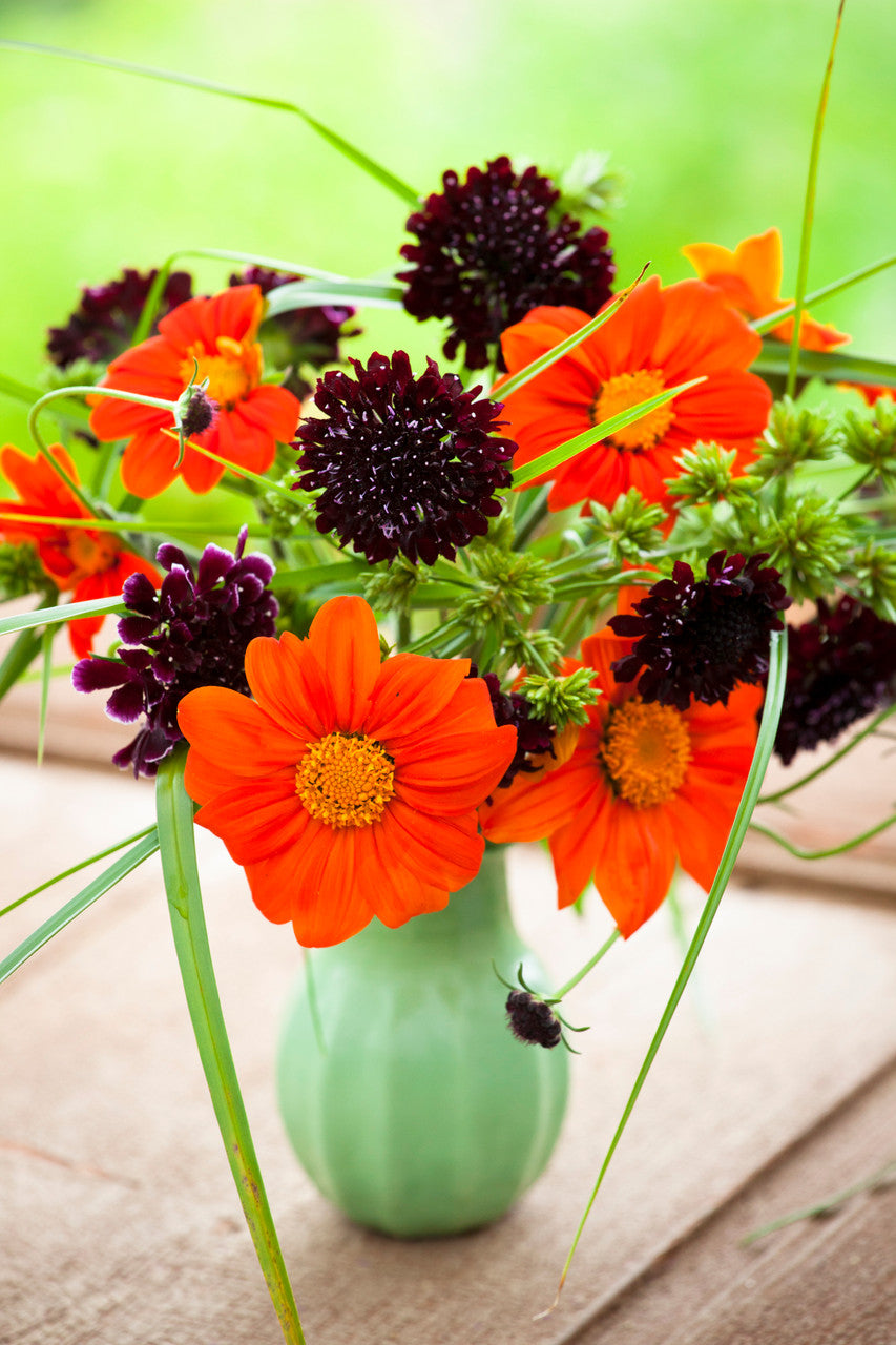 Tithonia rotundifolia ‘Torch’