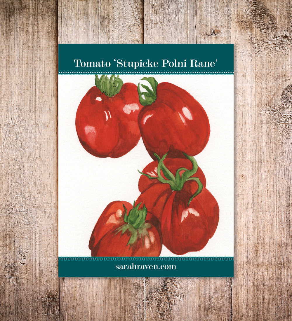 Tomato 'Stupicke Polni Rane'