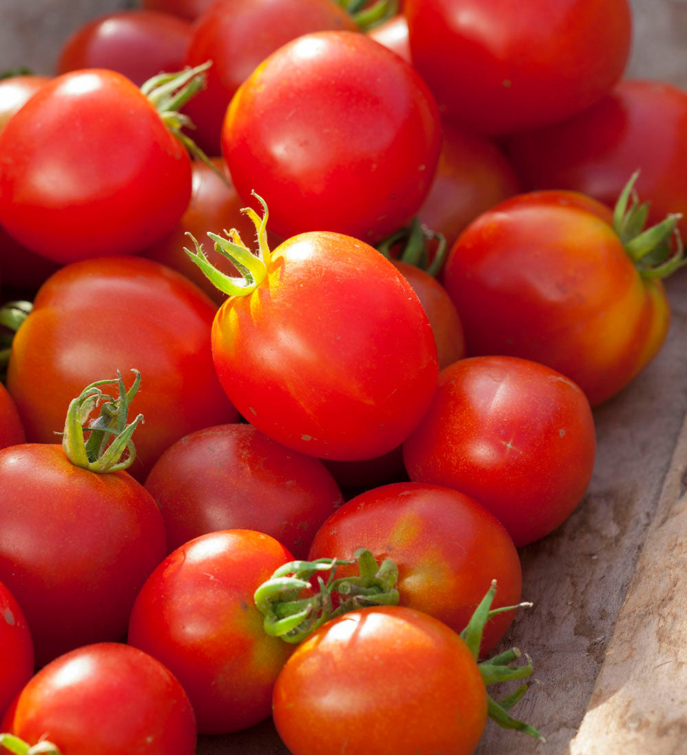 Tomato 'Stupicke Polni Rane'