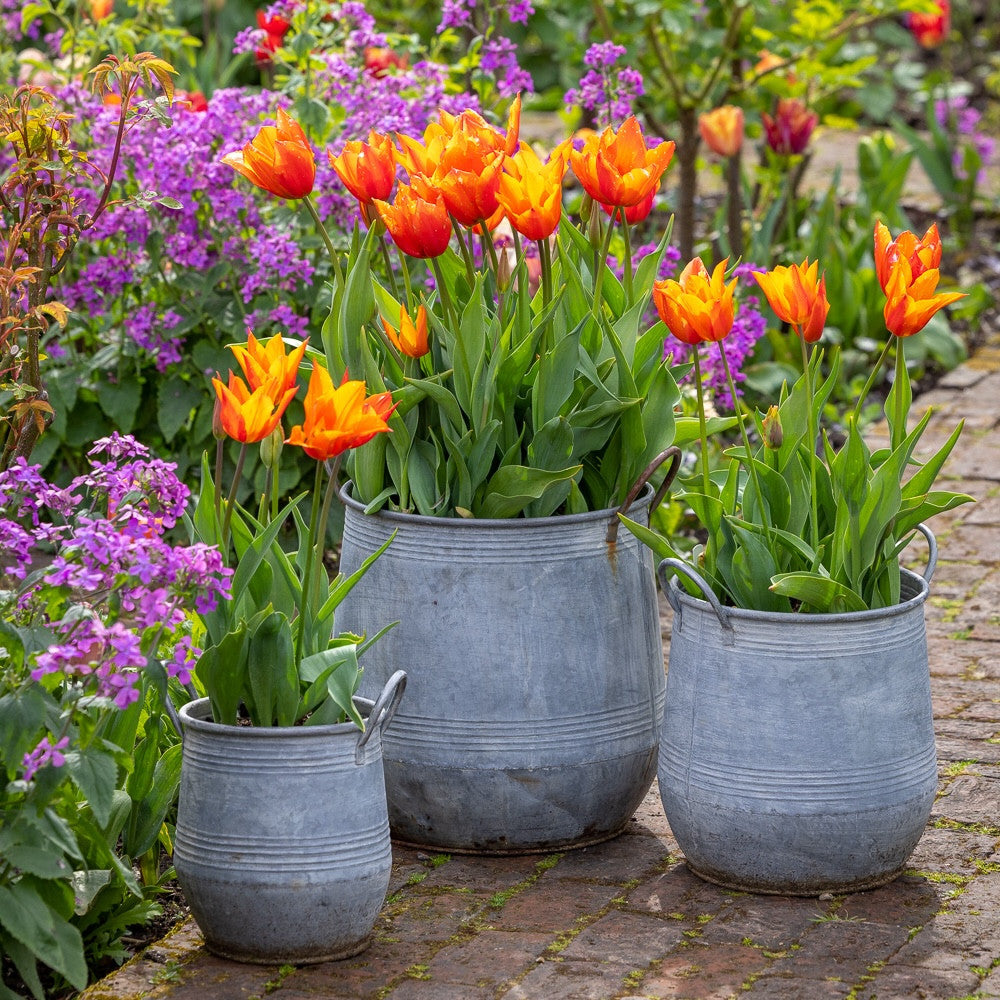 Tulip 'Ballerina'