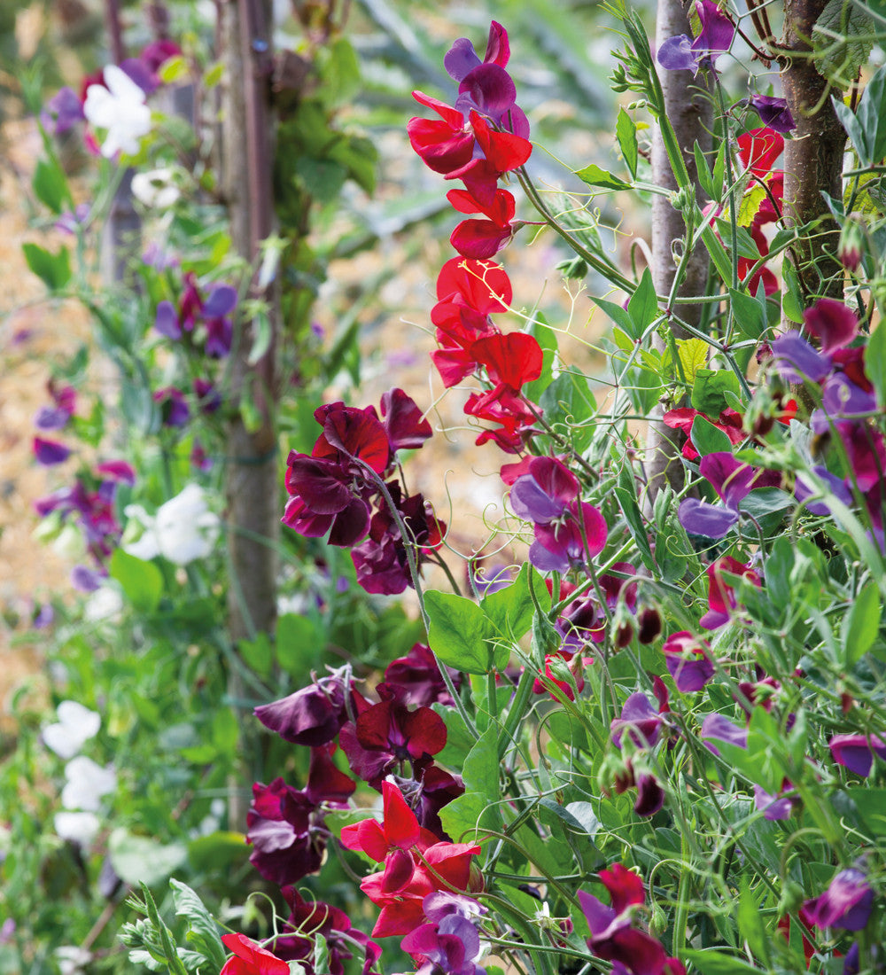 Venetian Sweet Pea Mix