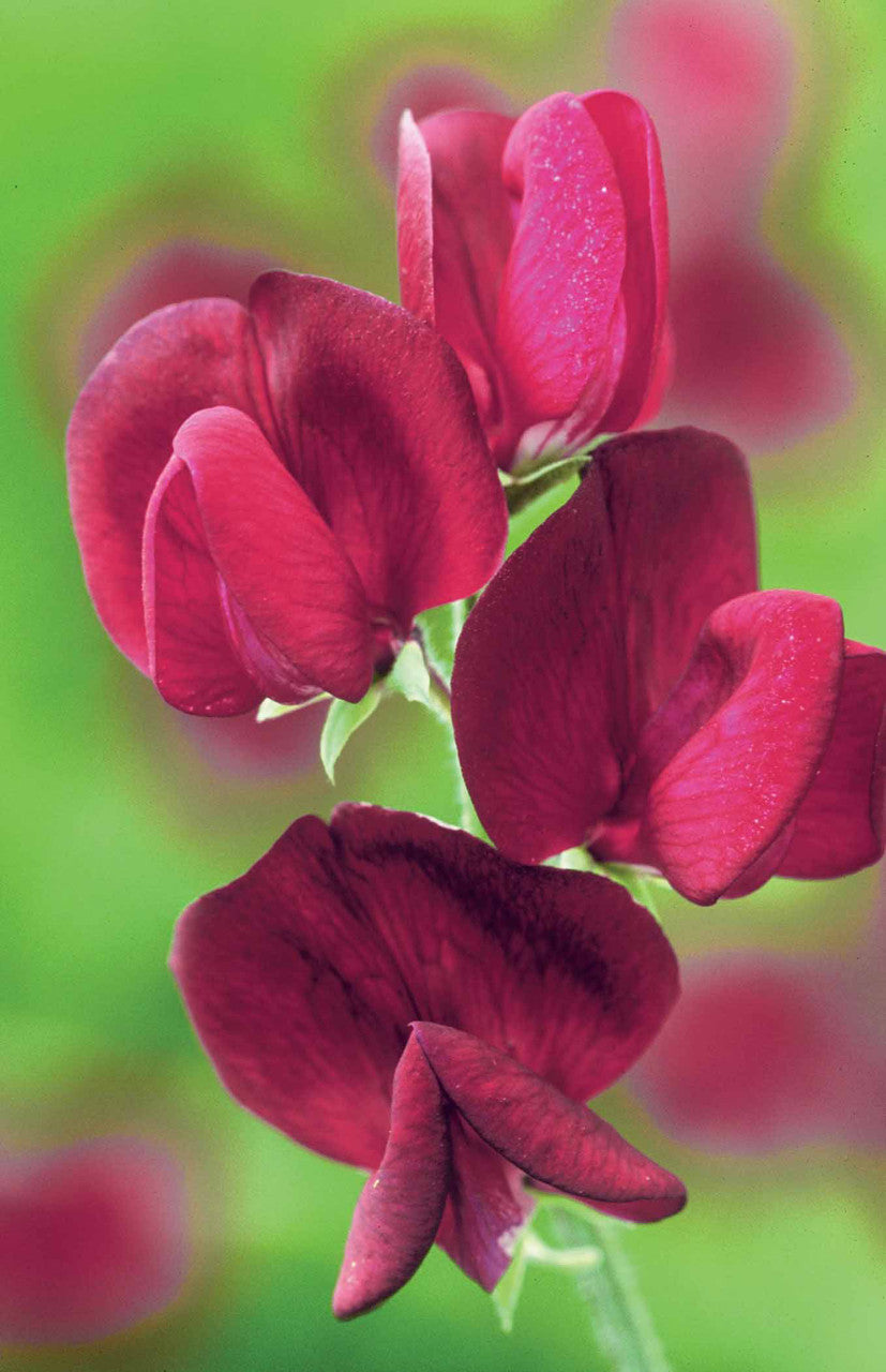 Venetian Sweet Pea Mix