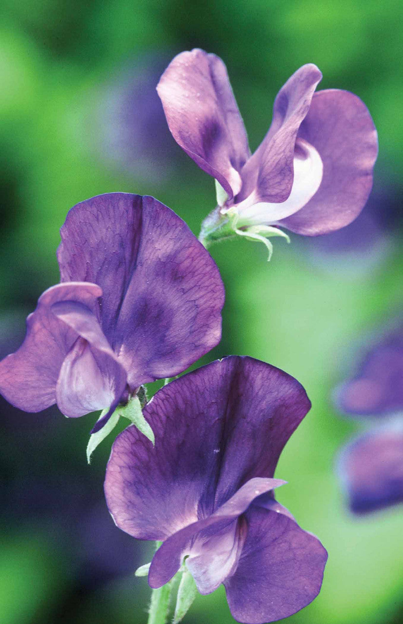 Venetian Sweet Pea Mix