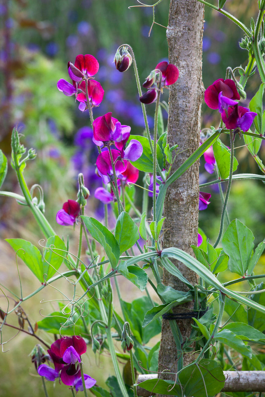 Venetian Sweet Pea Mix