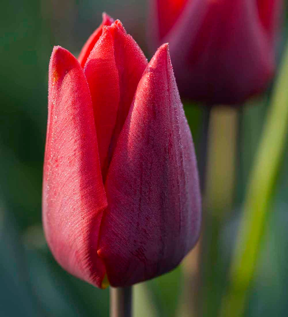 Venetian Tulip Collection