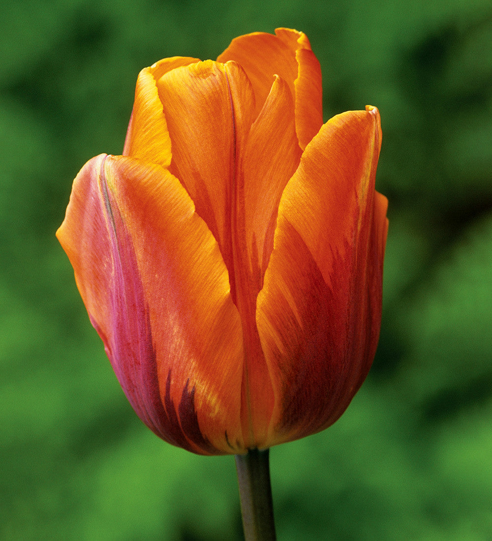 Venetian Tulip Collection