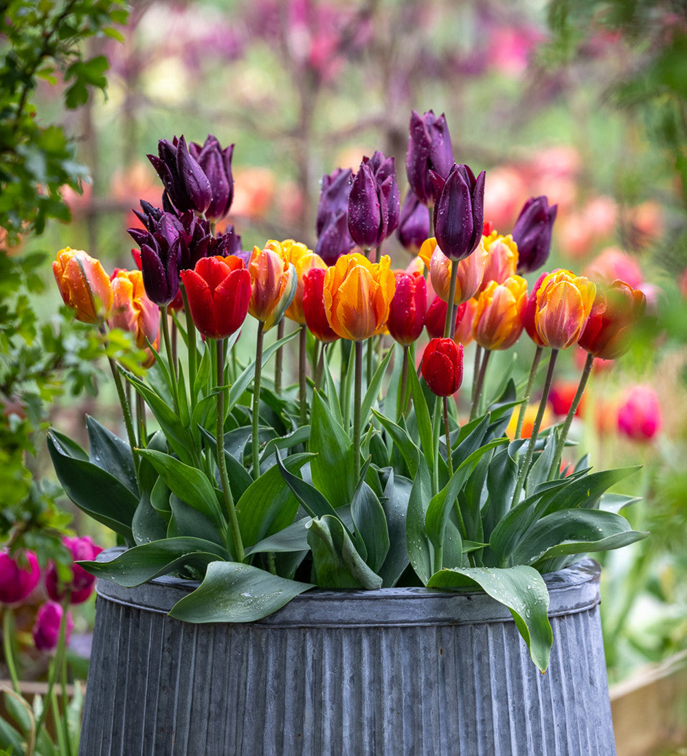 Venetian Tulip Collection