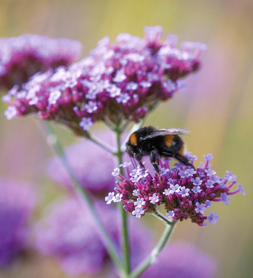 Verbena bonariensis
