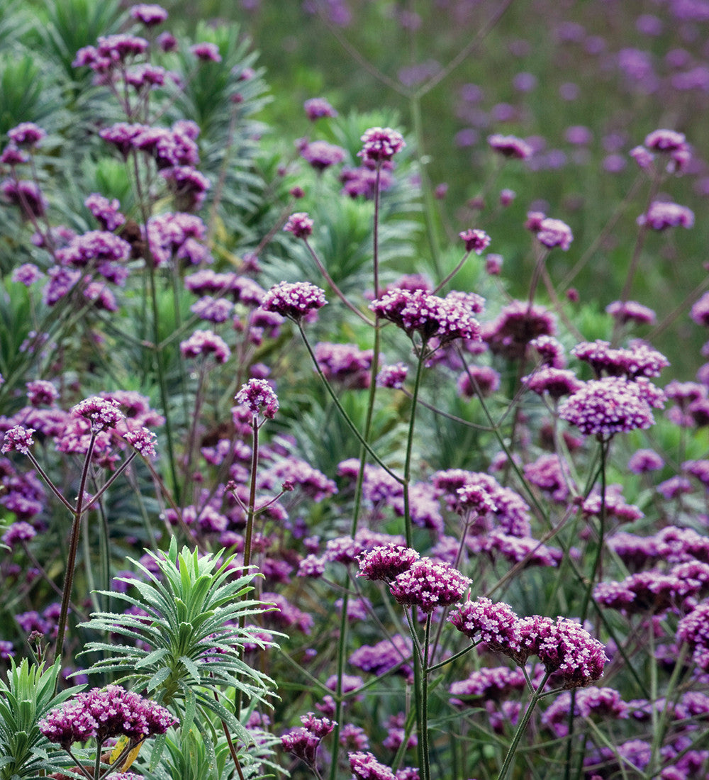 Verbena bonariensis