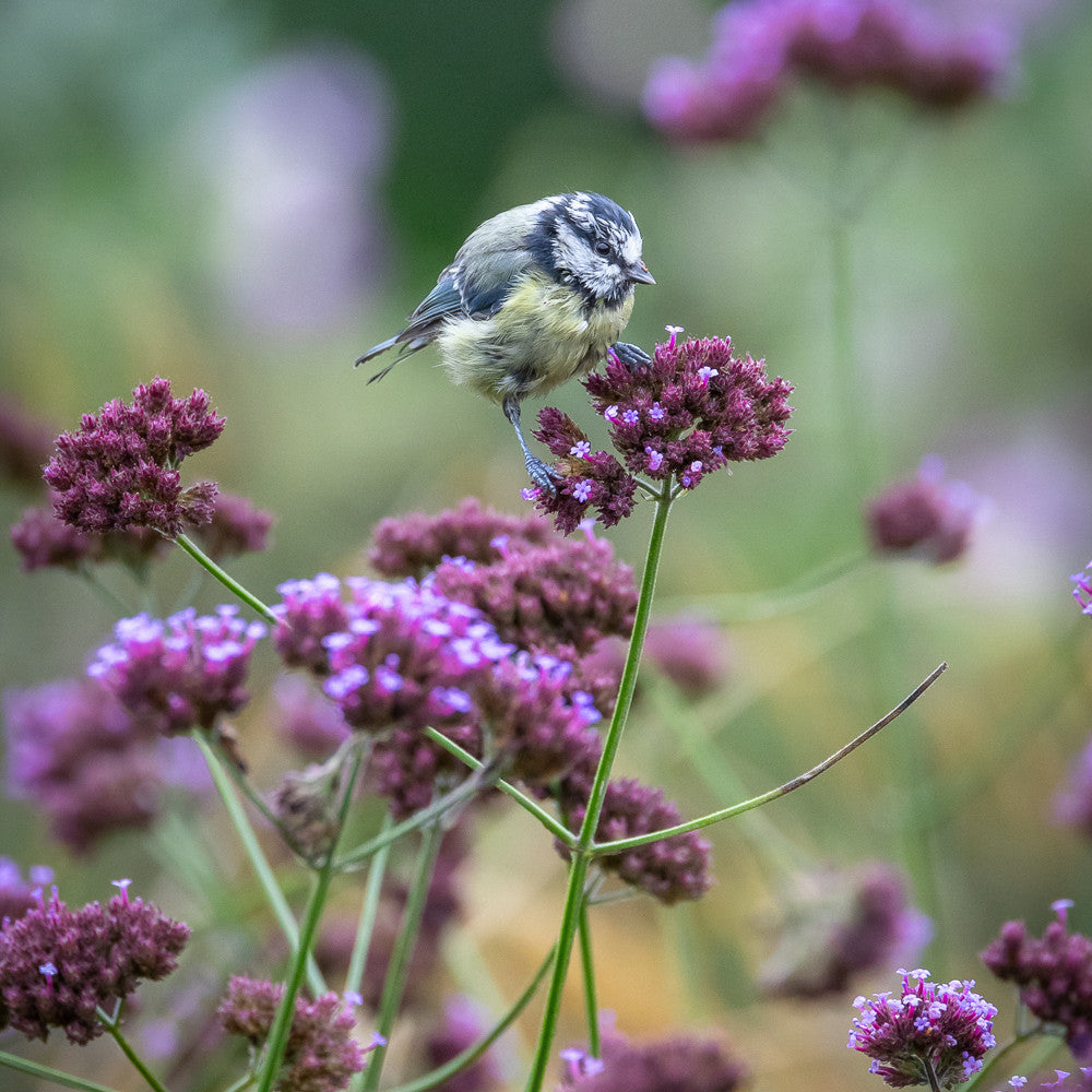 Verbena bonariensis