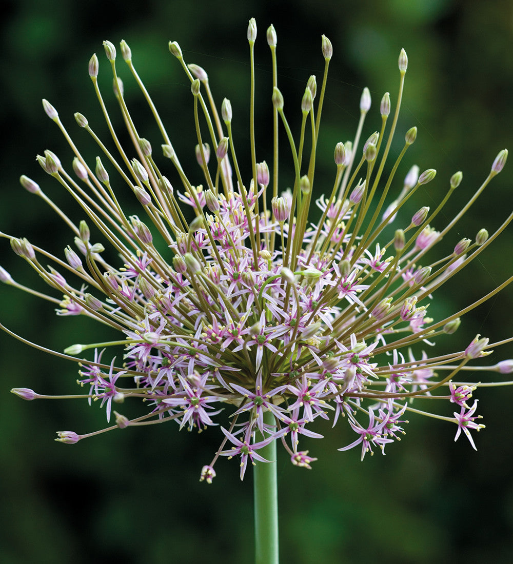 Successional Allium Collection