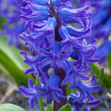 Hyacinthus orientalis 'Delft Blue' (Forcing)