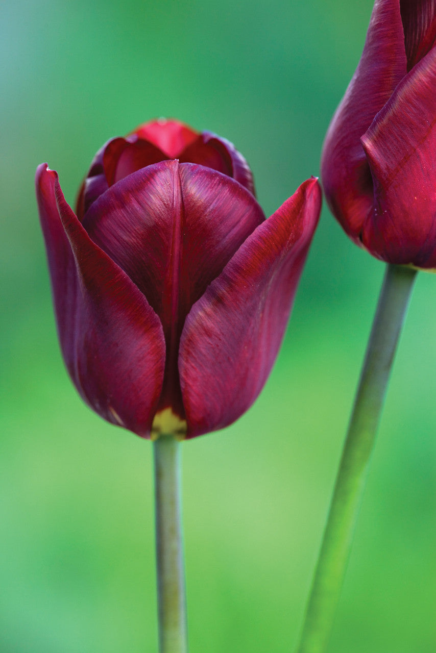 Venetian Tulip Collection
