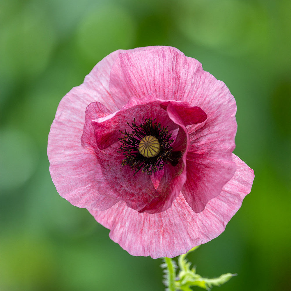 Papaver rhoeas 'Pandora'