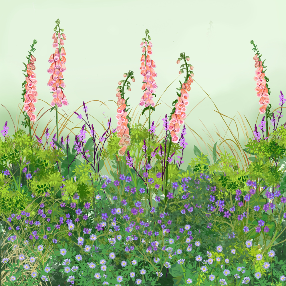 Plants for Naturalising Border Collection