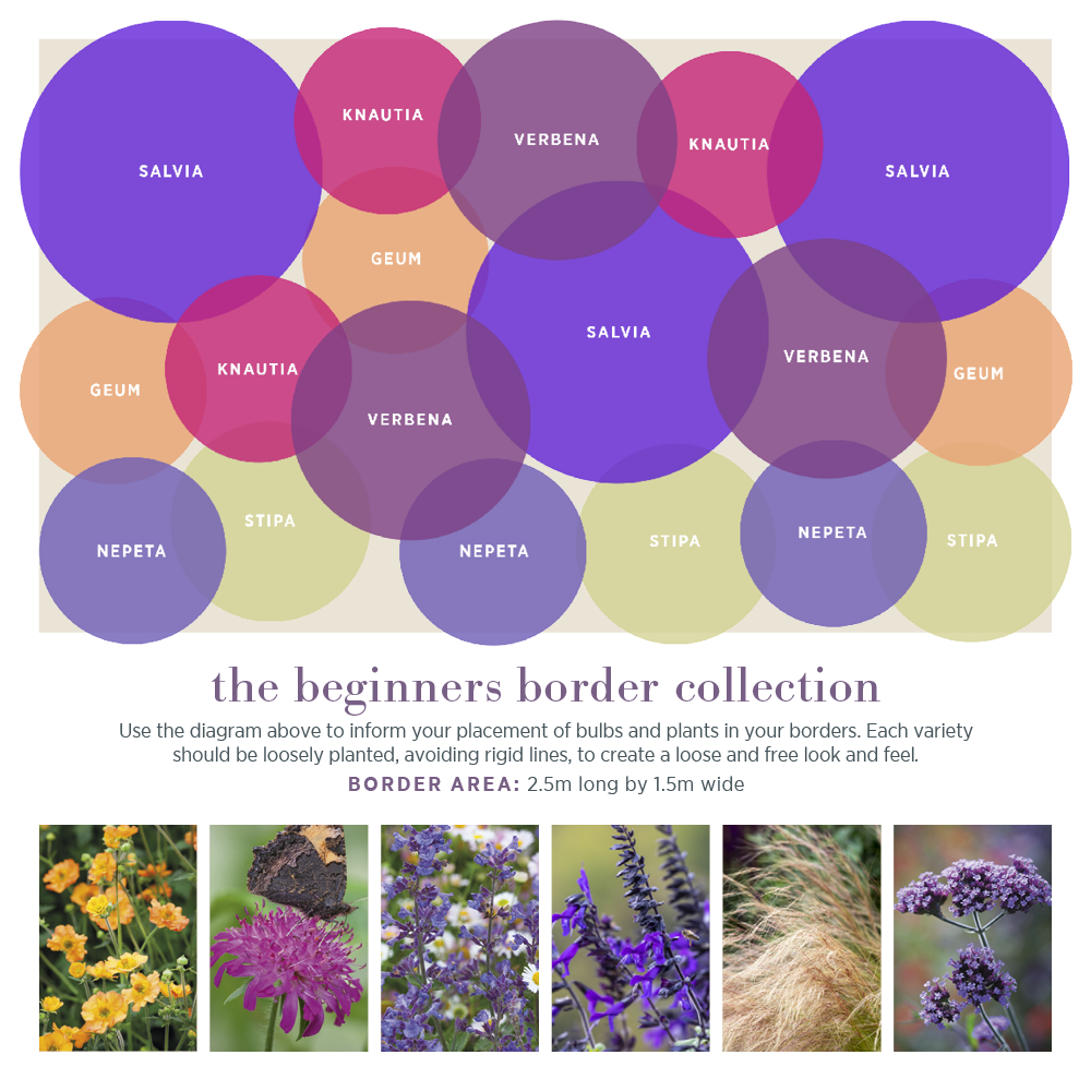 The Beginners Border Collection