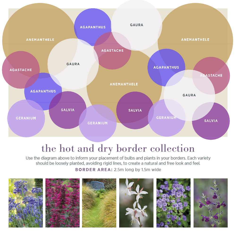 The Hot and Dry Border Collection