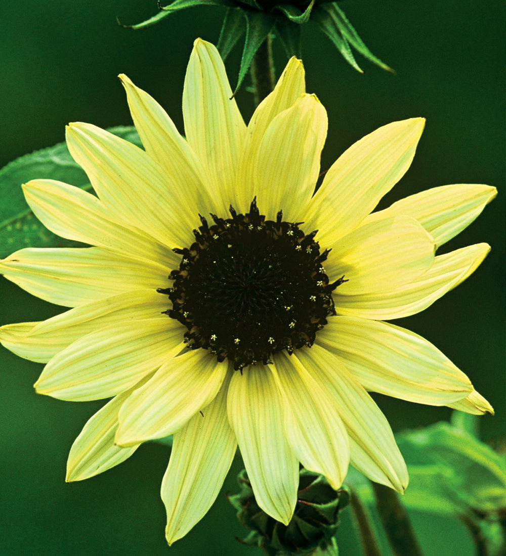 Sunflower Seed Collection