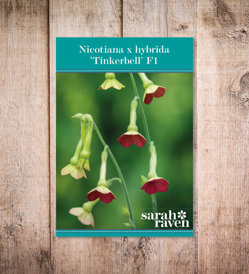 Nicotiana 'Tinkerbell' F1