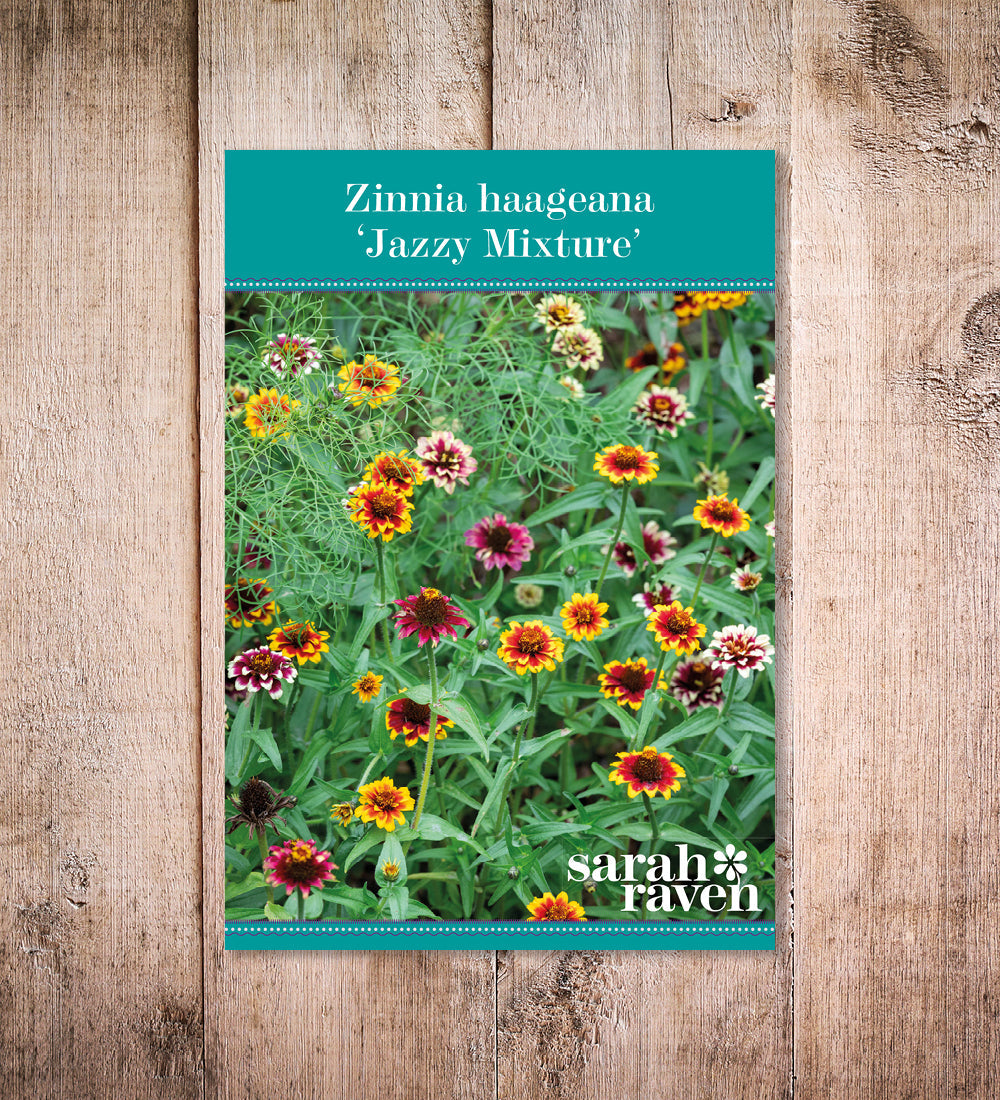 Zinnia haageana 'Jazzy Mixture'