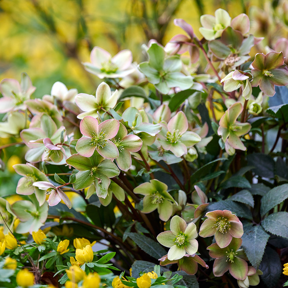Helleborus x 'Guess'